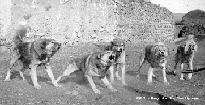 Five Guardian Dogs in the Armenian Caucasus