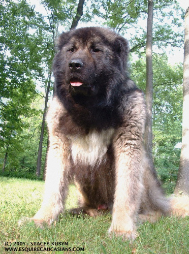 caucasian mountain puppies for sale