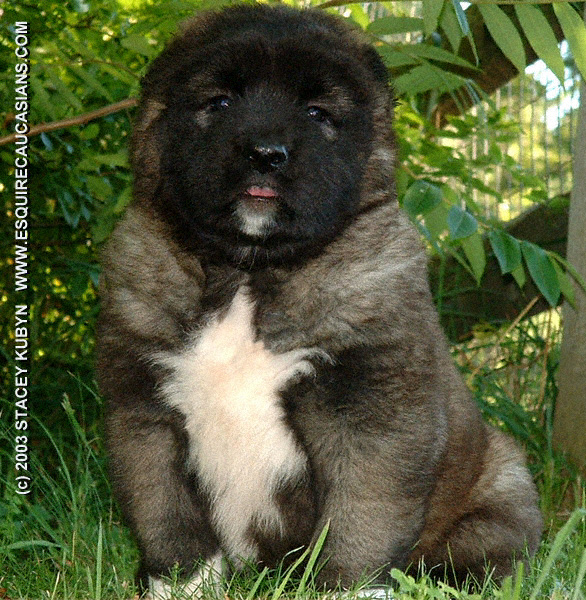 dogbreeds  C  Caucasian Mountain Dog  Page 1