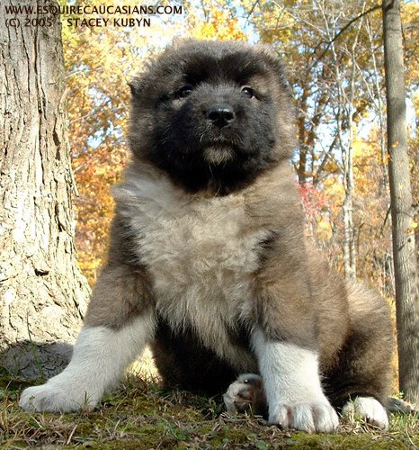 Caucasian Mountain Dog. Esquire Caucasians